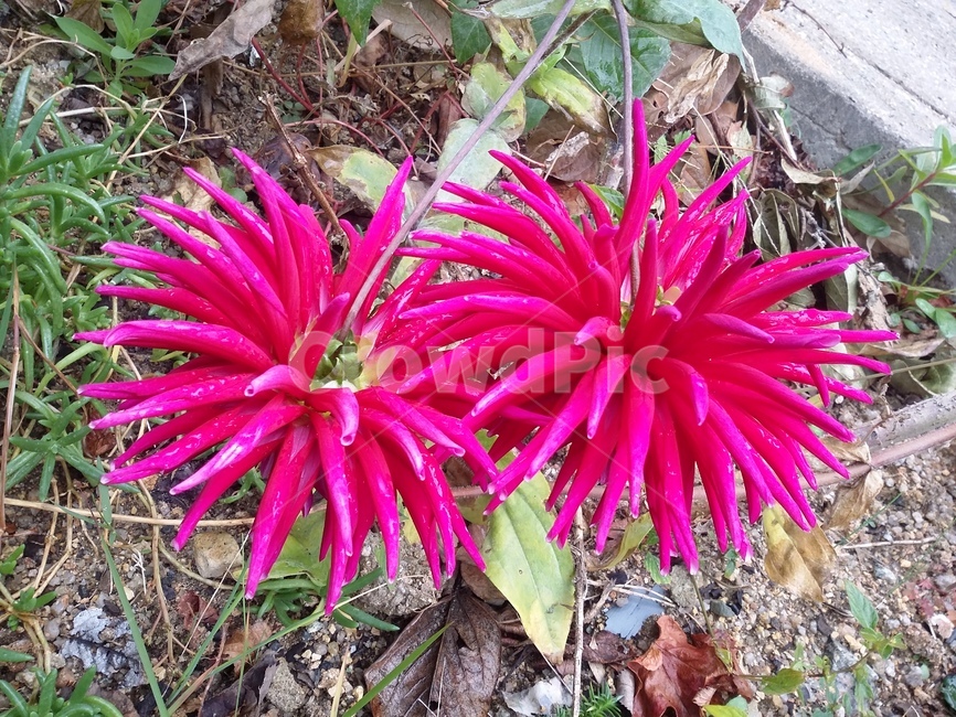 꽃,식물,plant,자연,flower,식물,자연,plants,nature,꽃,flower