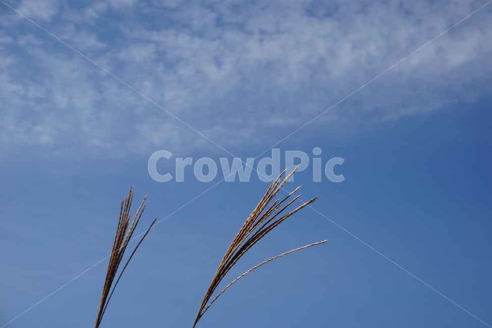 풍경,하늘,갈대,자연,구름,가을,계절,fall,autumn,season,grass,잔디,plant,식물,lawn