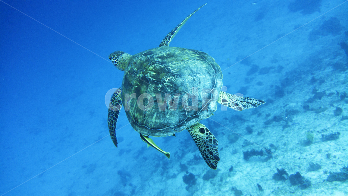 동물,해양생물,바다,거북이,turtle,sealife,animal,dive,blue