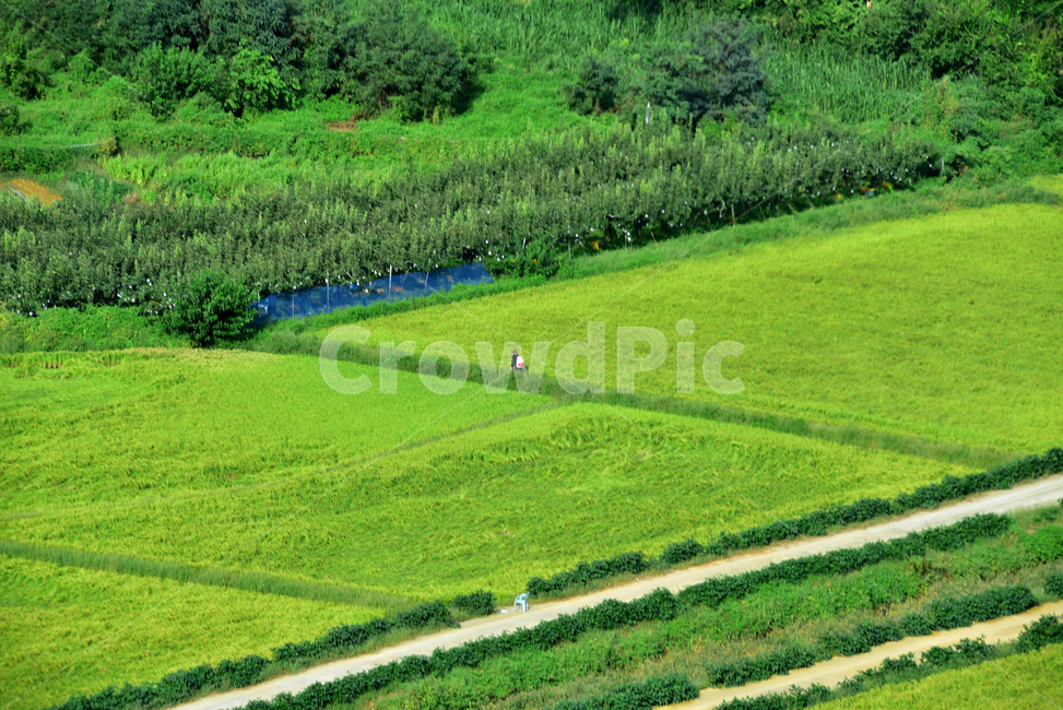 논,논농사,벼농사,들,사람,농촌,농촌길,땅,land,country,rice,field,person,human,농업,농사,agriculture,farming,farming industry