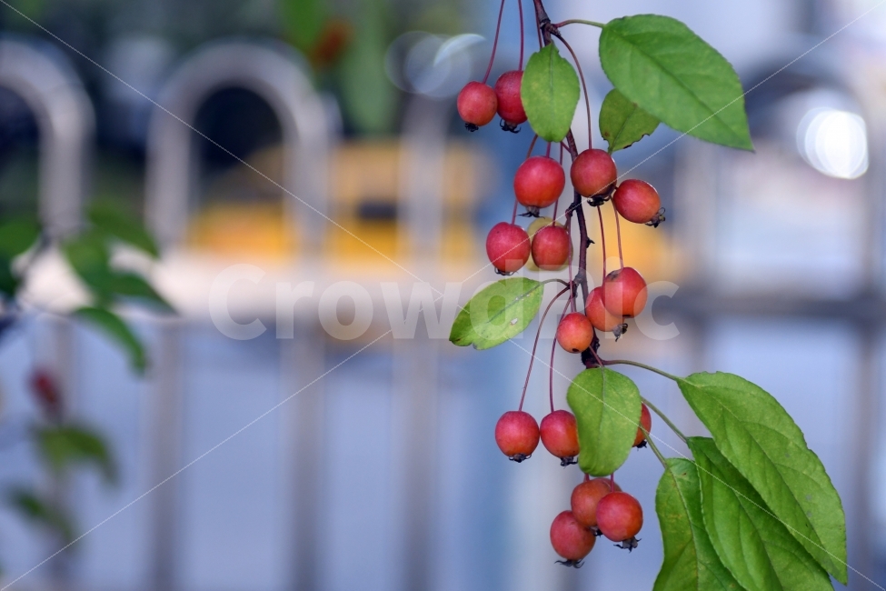 과일,열매,식물,결실,가을,풍요,과일,열매,fruit
