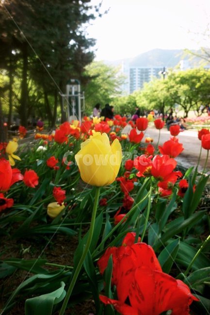 꽃,봄,튜울립,공원,4월,식물,자연,plants,nature,꽃,flower