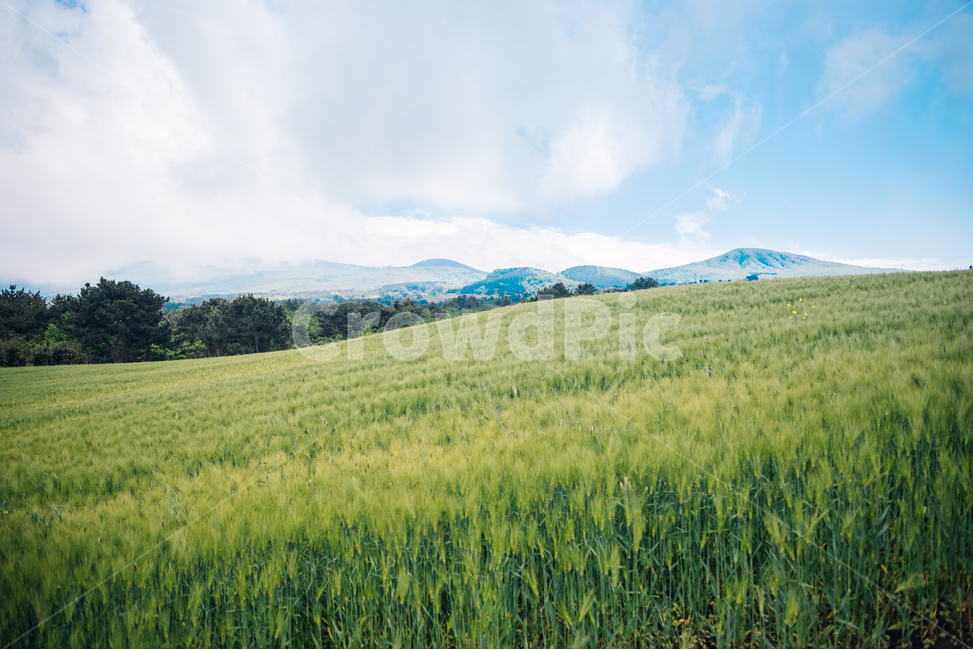 제주,청보리,한라산,봄,자연,날씨,자연,풍경,nature,landscape,감성,sensible,feeling,field,들,grassland,목초지,outdoors,옥외,grass,잔디,plant,식물
