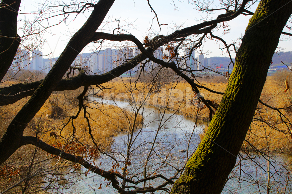 갈대,억새,풀,마른풀,하천,강,나무,가을,물,자연,풍경,nature,landscape,tree,tree trunk,나무 줄기,plant,식물