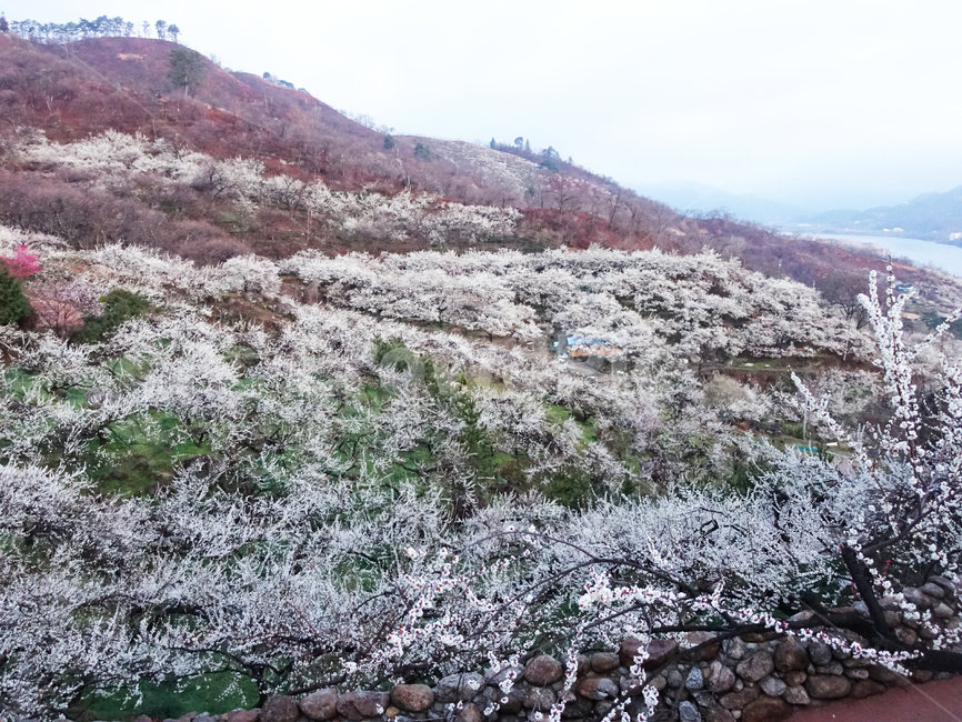 광양,홍쌍리,매화,봄,꽃,flower,꽃밭,식물,봄,계절,spring,season