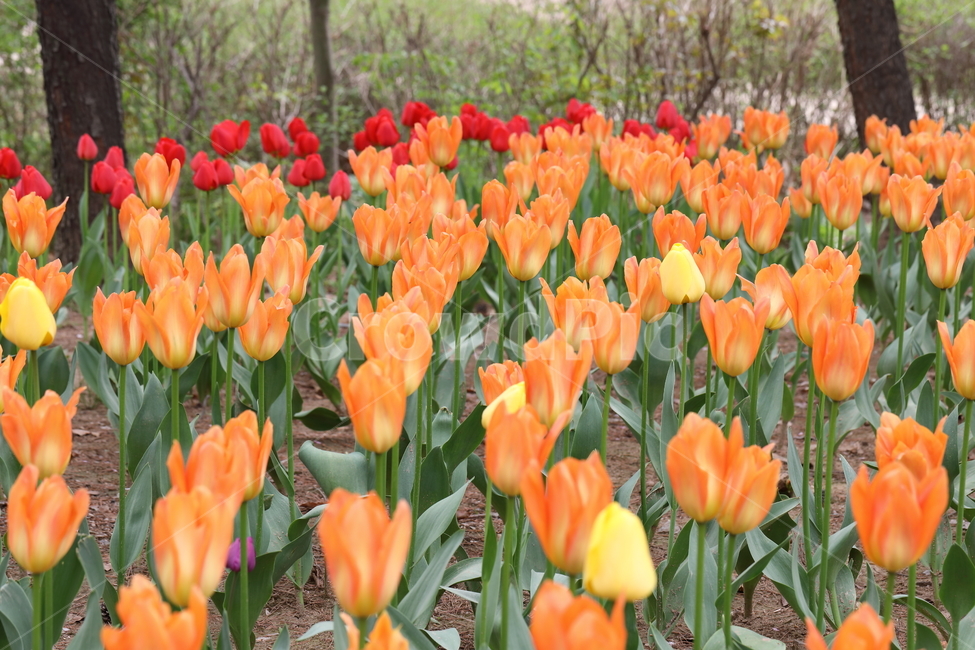 꽃,튤립,봄,공원,자연,계절,색깔,꽃밭,풍경,flowers,tulips,spring,park,field,season,colors,colorful,landscape,nature,봄,계절,spring,season,식물,자연,plants,nature,꽃,flower,plant,blossom