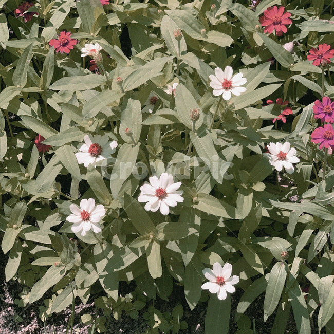 plant,식물,flower,꽃,레트로,필름,풍경,흰꽃,붉은꽃,감성,옛날감성,풀,자연,따뜻함