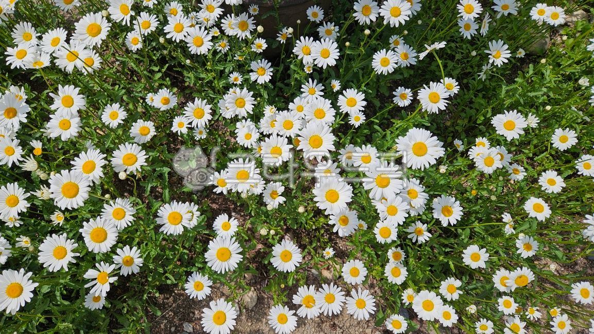 샤스타데이지,데이지꽃,하얀꽃,마가렛,목마가렛,꽃,식물,흰꽃