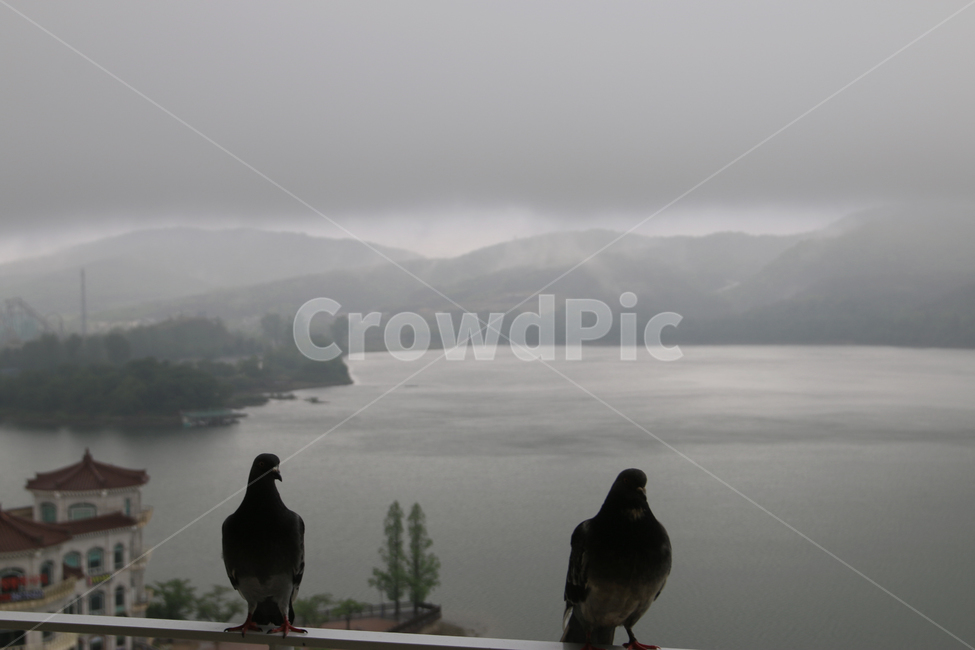 새,비둘기,호수,bird,animal,pigeon,dove,안개,동물,animal,조류,새,birds