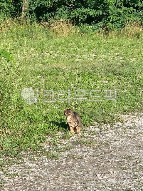 stray cat,nature,cat,animal