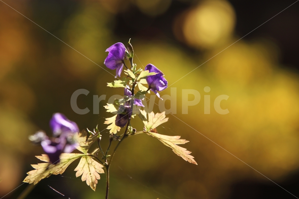 투구꽃,꽃,가을꽃,식물,자연,야생화,식물,자연,plants,nature,꽃,flower