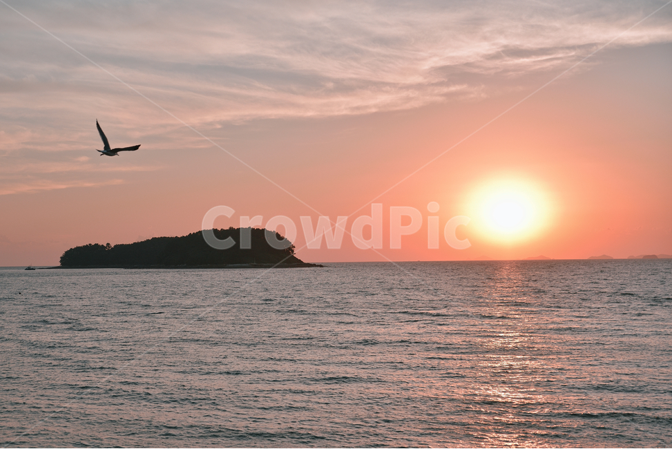바다,갈매기,노을,파도,가을,서해,감성,산책,자연,풍경,nature,landscape,outdoors,옥외,land,땅,ocean,대양,sea,water,물,shoreline,해안선,coast,연안,animal,동물,bird,새