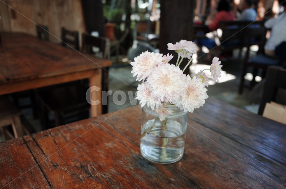 plant,꽃,flower,꽃병,자연