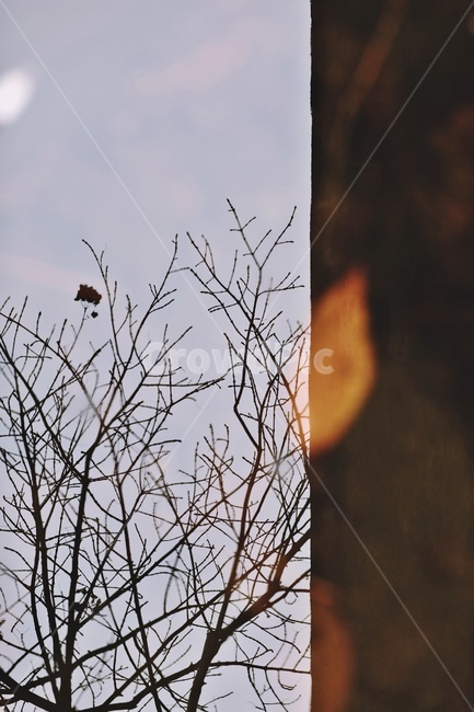 나무,반영,공원,tree,reflection,park,그림자,실루엣,나뭇가지,silhouette,자연,풍경,nature,landscape,실루엣,그림자,silhouette,shadow