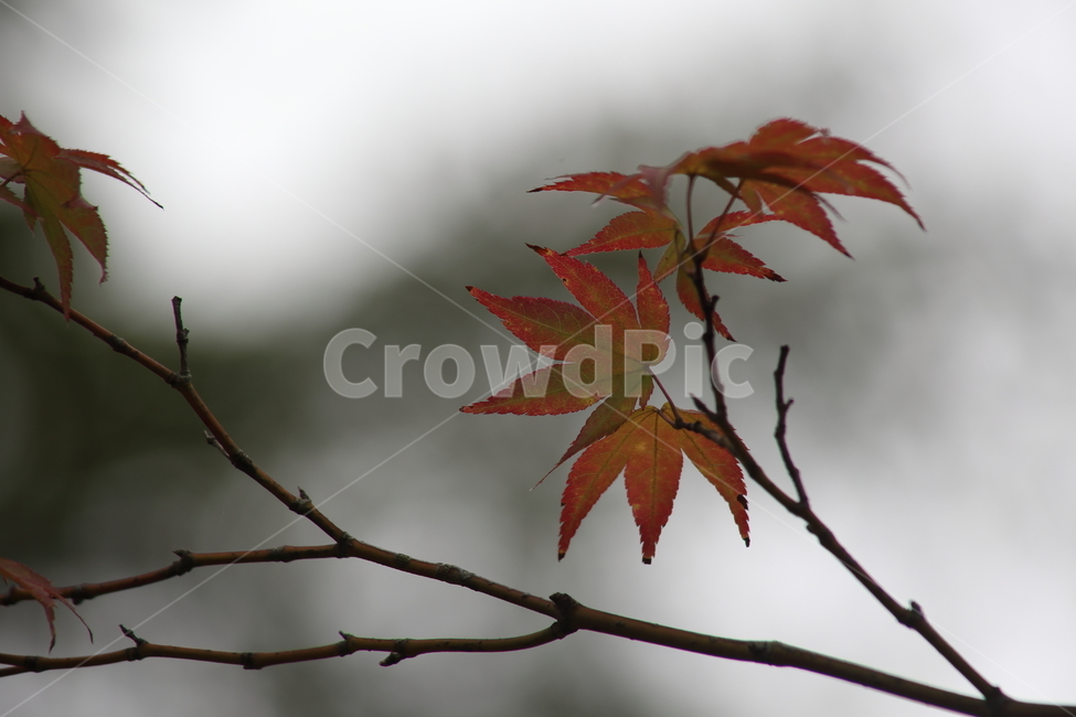 단풍나무,단풍,maple,leaf,plant,가을,계절,fall,autumn,season,식물,자연,plants,nature,잎,tree,나무
