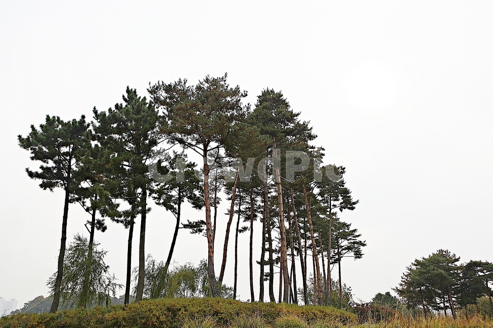 소나무,나무,솔잎,잎,식물,자연,풍경,공원,잡초,풀,식물,자연,plants,nature,나무,trees,wood