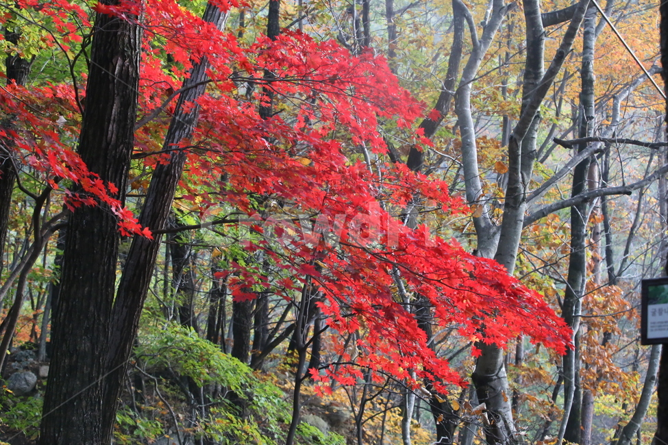 가을,가을낙엽,낙엽,나뭇잎,단풍,가을,계절,fall,autumn,season,tree,나무,plant,식물,maple,leaf,잎