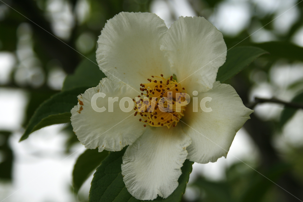 노각나무,차나무,식물,flower,plants,nature,꽃봉오리,꽃,식물,자연,plants,nature,꽃,flower