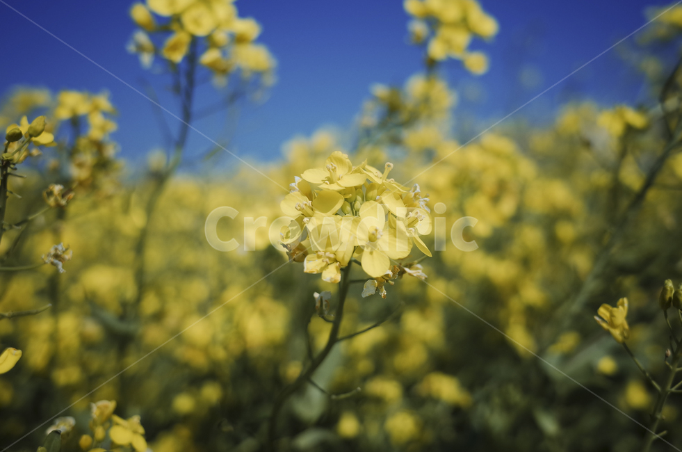 유채꽃,유채,yellow,plant,식물,flower,꽃,봄,봄꽃,노란꽃,green,노란,초록