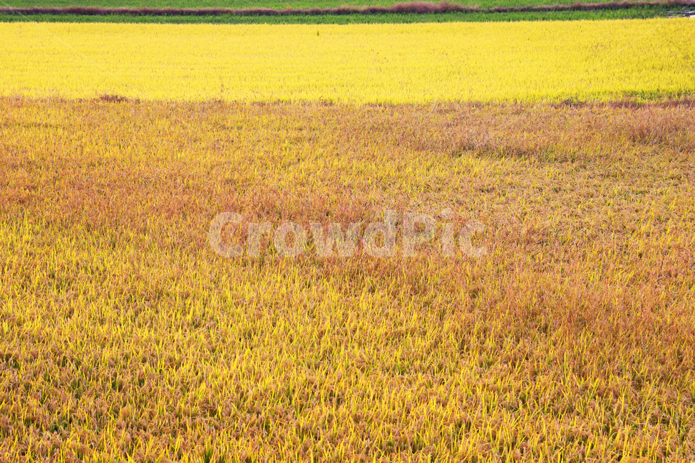 노을,해질녘,가을,시골풍경,nature,korea,연출,황금,밭,추수,산업,industry,industrial,농업,농사,agriculture,farming,farming industry