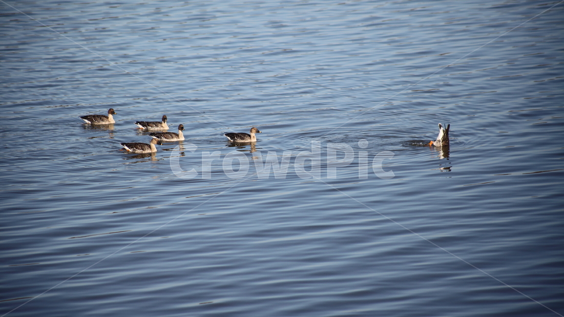 동물,waterfowl,물새,bird,새,기러기,anseriformes,동물,animal,조류,새,birds