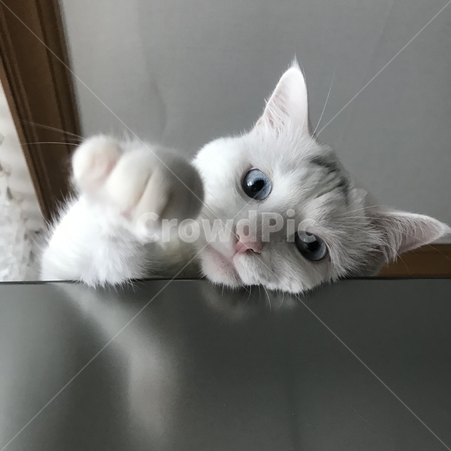 고양이,애완동물,반려묘,교양이표정,고양이발,동물,animal,포유류,mammal,고양이,cat,kitten,kitty
