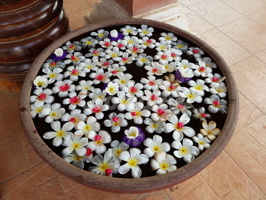 꽃,화분,장식,자연,풍경,향수