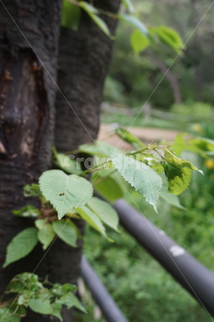 나무,잎,이파리,산,풀,초록,식물,tree