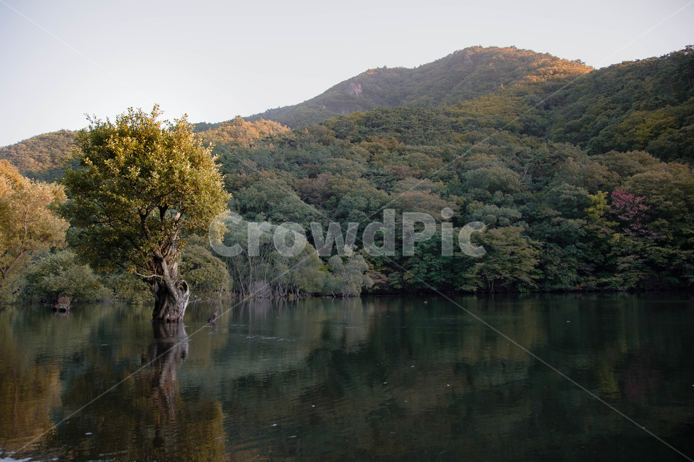 청주,주산지,나무,저수지,풍경,가을,계절,fall,autumn,season,자연,풍경,nature,landscape,한국자연풍경,한국자연경관,korea nature landscape,outdoors,옥외,water,물