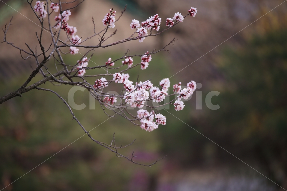 벚꽃,봉은사,꽃,꽃나무,봄,팝콘같은꽃,나무,감성,느낌,배경,ppt,식물,자연,plants,nature,봄,계절,spring,season,꽃,flower,plant