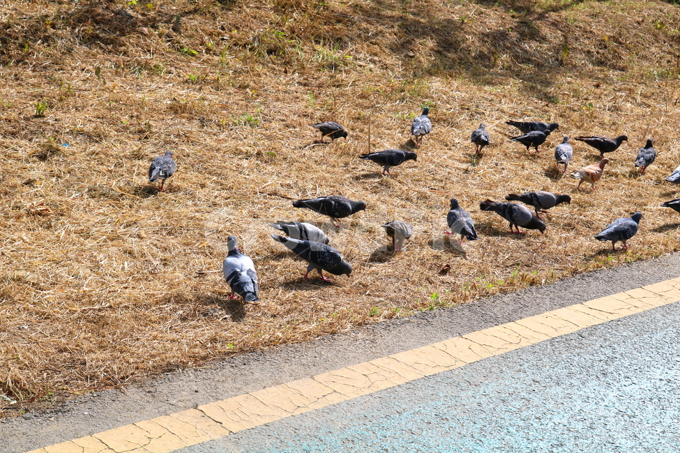 비둘기,새,조류,동물,산책길,자전거도로,도로,자연,잔디,풀,풀밭,동물,animal,조류,새,birds