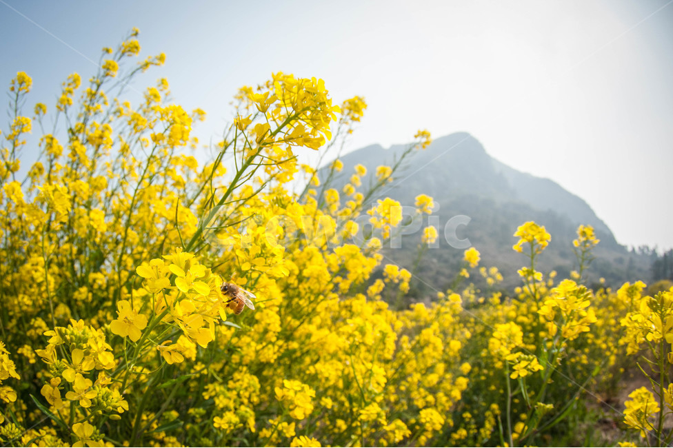 유채,유채꽃,벌,꽃,노랑,산방산,제주도,봄,계절,spring,season,bee,animal,동물,invertebrate,무척추 동물,honey bee,꿀벌,insect,곤충