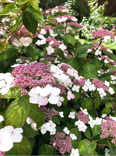 수국,꽃,식물,hydrangea,flower,blossom
