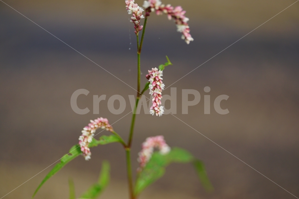 여뀌,야생화,자연,식물,꽃,꽃사진,플라워,nature,plant,plants,flower,flowers,Persicariahydropiper,Waterpepper,9월,가을꽃,가을,autumn,fall,계절,season,September,감성,감성사진,힐링,힐링사진,느낌,분위기,feel,feeling,한국,korea,한국자연,한국꽃,한국야생화,야생식물,풍경,landscape,snap,snpshot,스냅,스냅사진,스넵,스넵사진,경치,식물,자연,plants,nature,꽃,flower