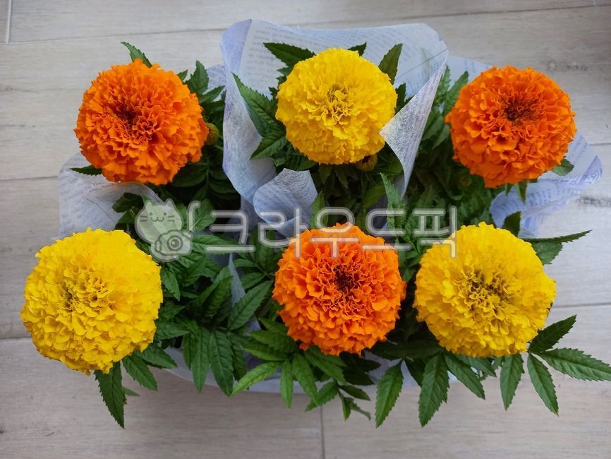 꽃,메리골드,금잔화,꽃말,노랑꽃,주황꽃,예쁜꽃,아름다운꽃,꽃화분,하나