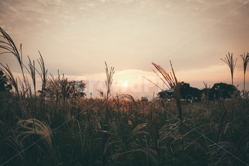억새,감성,노을,분위기,풍경,식물,감성적,landscape,자연,풍경,nature,landscape,감성,sensible,feeling,grass,잔디,plant,lawn,reed,갈대