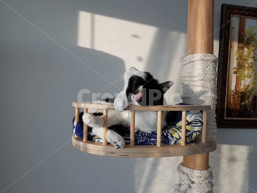 고양이,캣타워,cat,cattower,검정색,흰색,동물,animal,포유류,mammal,고양이,cat,kitten,kitty