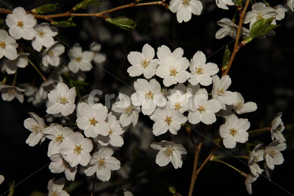 벚꽃,꽃,봄,봄꽃,하얀,저녁,꽃배경,식물,자연,야경,cherryblossoms,flower,spring,springflowers,white,dinner,flowerbackground,plants,nature,night,식물,자연,plants,nature,꽃,flower
