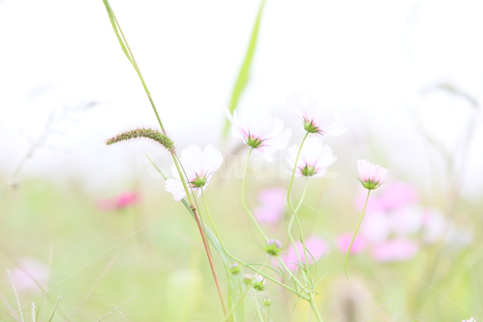 코스모스,가을풍경,가을꽃,꽃,아름다움,가을,계절,fall,autumn,season,식물,자연,plants,nature,꽃,flower,plant