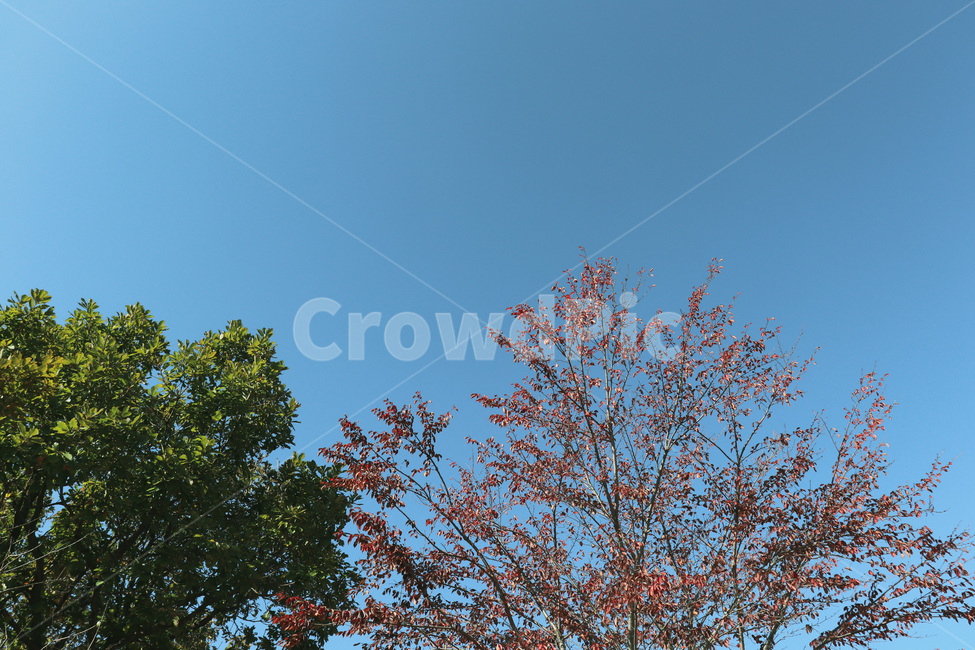 plant,식물,tree,나무,sky,하늘,자연,nature