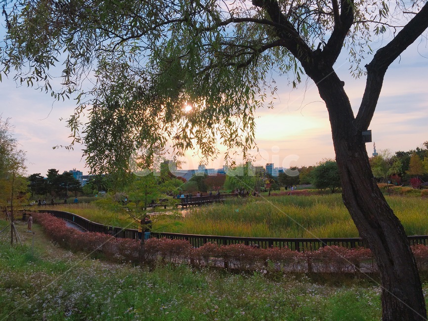 tree,나무,식물,자연,풍경