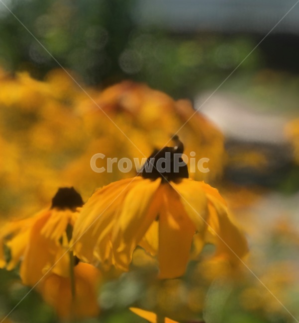 flower,행복,꽃,sunflower,해바라기