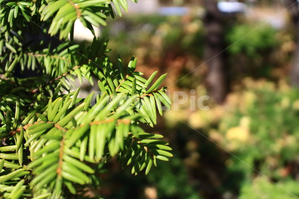 나무,화단,풀,나뭇잎,초록,식물,자연,plants,nature