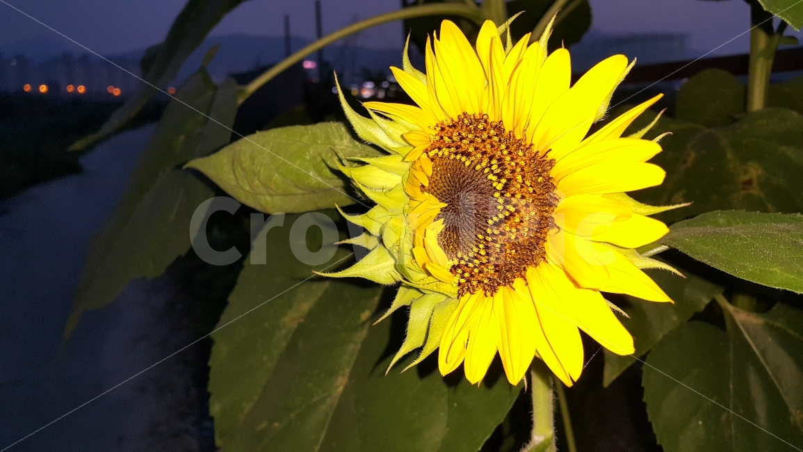 해바라기,sunflower,꽃,플라워,flower,식물,plant,plants,야경,자연,nature,nightview,nightscene,nightscape,여름꽃,summerflowers,blossom,여름,계절,summer,season,야경,밤,풍경,nightscape,night,landscape,식물,자연,plants,nature,꽃,flower,plant,blossom
