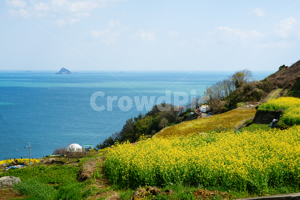 sky,sprout,nature,fluid flower,yellow,flower,spring,spring flowers,cloud,ocean,spring scenery