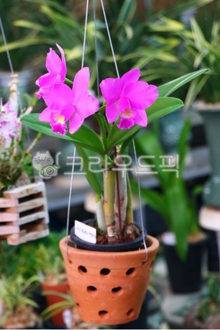 plant,식물,잎,뿌리,줄기,화분,줄,꽃시장,초록식물,초록,푸른식물,뿌리식물,꽃,난,란,호접란,봄