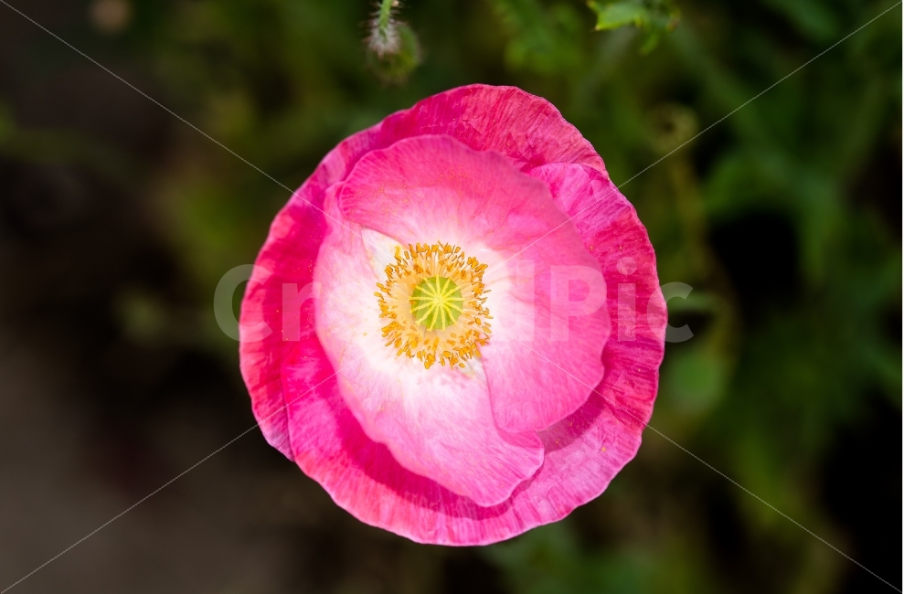 꽃,빨간색,풍경,경치,자연,공원,화면,배경,바탕,봄,유행,식물,자연,plants,nature,꽃,flower