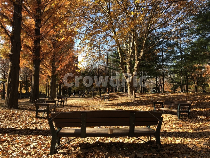 가을,단풍,벤치,나무,나뭇잎,가을,계절,fall,autumn,season,자연,풍경,nature,landscape,tree,plant,식물,tree trunk,나무 줄기,furniture,가구