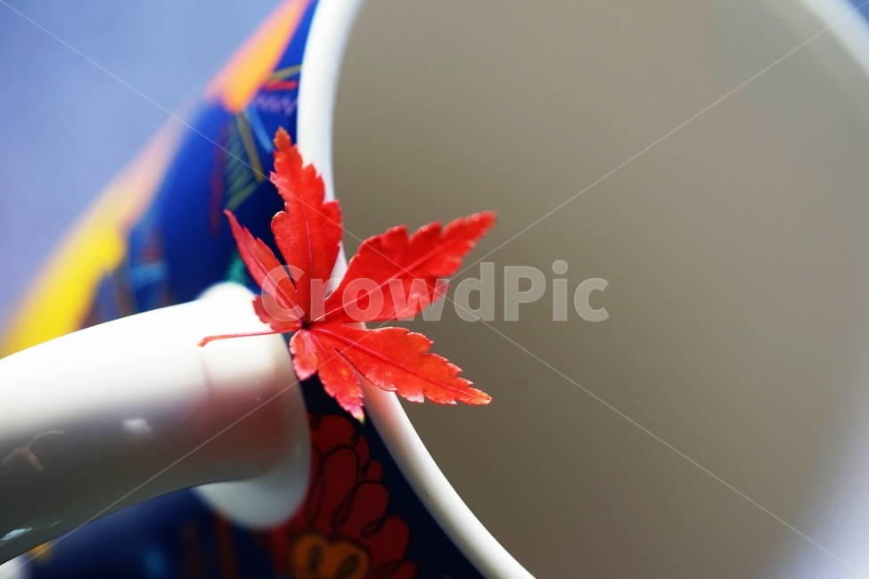 단풍잎,단풍,낙엽,나뭇잎,단풍나무,가을,계절,fall,autumn,season,leaf,잎,plant,식물,tree,나무