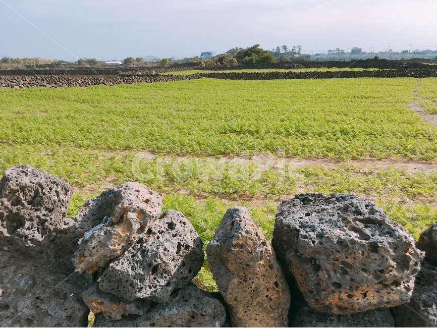 돌담,제주도,당근밭,밭,풍경,제주도,jeju,jeju island,시골,마을,풍경,landscape,country,rural,town,rubble,파편,ground,바닥